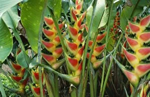 Images Dated 27th May 2005: Heliconia Wagneriana - (Banana family) pollinated by hummingbirds
