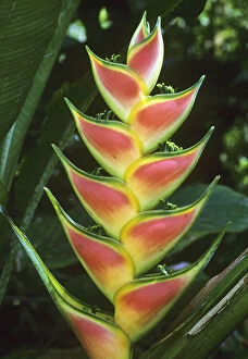 Heliconias, (Heliconia walkeriana), La Selva