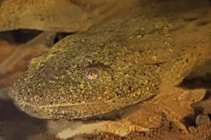 Hellbender (Cryptobranchus alleganiensis) - New York USA - Aquatic salamander - Almost always found in rivers and larger streams where water is running
