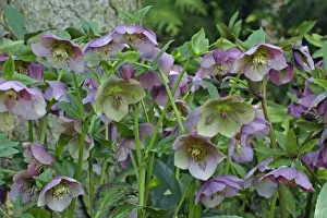 Hellebores Prints: Hellebore Blossom - in garden, Febuary, Lower Saxony, Germany