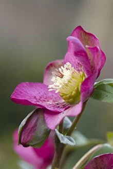 Flowers Collection: Hellebore - garden - Cornwall;