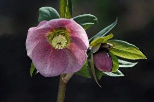 Helleborus orientalis - a garden hybrid - a hardy semi- evergreen perennial Helleborus orientalis - a garden hybrid - a hardy semi- evergreen perennial