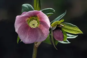 Helleborus orientalis - a garden hybrid - a hardy semi- evergreen perennial. Hellebores grow well in shade or semi-shade during winter to late spring. Kent garden. March