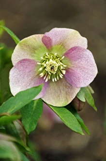 Helleborus orientalis Red x Pink - a hybrid variant on the original orientalis Helleborus orientalis Red x Pink - a hybrid variant on the original orientalis