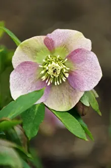 Helleborus orientalis Red x Pink - a hybrid variant on the original orientalis. Hellebores are hardy perennials and grow well in shade and semi-shade