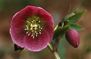 Helleborus Orientalis Varieties selection East Sussex garden, UK