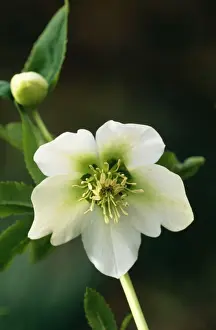 Helleborus Orientalis Varieties selection East Sussex garden, UK