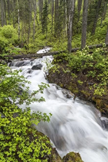 Strong Gallery: Hellroaring Creek flowing strong in spring