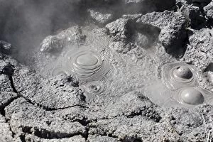Hells Gate - Tikitere / Rotorua - boiling mud pools