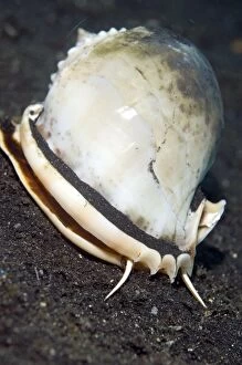 Helmet Shell