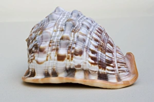 Images Dated 1st January 2007: Helmet shell - closeup of dorsal view of large Helmet shell