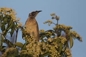 Helmeted Friarbird Perched on the top of a flowering eu