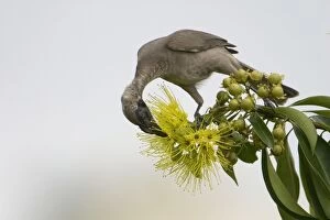 Friarbird Collection: Helmeted Friarbird This species is restricted to eastern Queensland