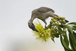 Helmeted Friarbird This species is restricted to eastern Queensland and the far north of the Northern Territory. The largest of the friarbirds, it inhabits woodlands, forest edges, mangroves and generally follows trees as they flower