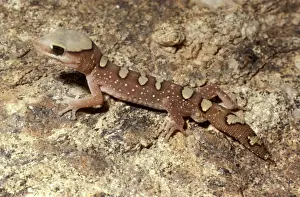 Helmeted gecko