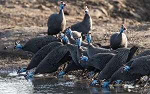 Helmeted Guinea Fowls drinking from water hole