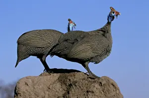 Helmeted Guineafowl