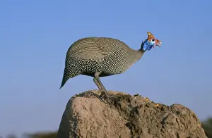 Helmeted Guineafowl - alarm call by look out bird