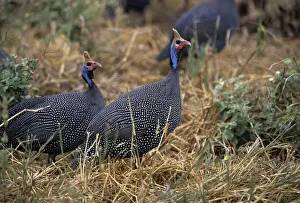 Guineafowl Prints: Helmeted Guineafowl - Tarangire National Park - Tanzania