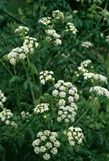 Poisonous Prints: Hemlock