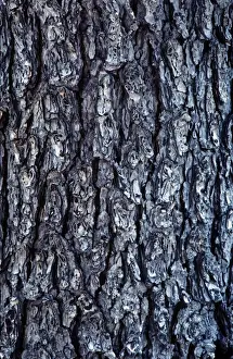 Hemlock Prints: Hemlock Bark