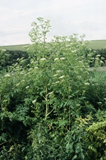 Images Dated 27th September 2004: Hemlock Dorset, UK