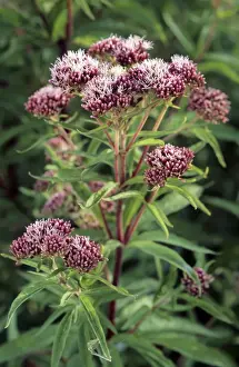 Hemp Agrimony