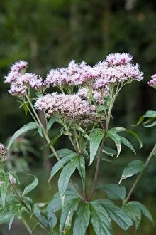 Images Dated 10th August 2007: Hemp Agrimony