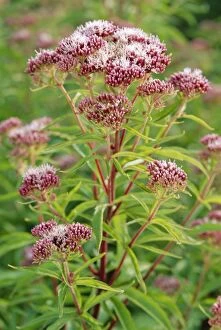 Images Dated 29th December 2005: Hemp Agrimony Flowers