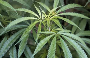 Drugs Prints: Hemp Cannabis