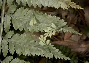 North Island Prints: Hen and chickens fern, showing viviparous production of new plantlets