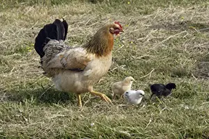 Free Range Prints: Hen - with chicks on hay meadow, free range Isle of Texel, Holland
