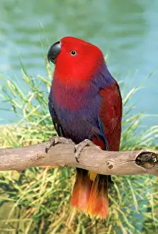 Hen Eclectus Parrot AP 1024 Perched on branch Eclectus pectoralis &copy; Dennis Avon / ARDEA LONDON