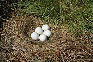 Images Dated 26th May 2006: Hen Harrier - eggs in nest