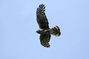 Images Dated 19th June 2005: Hen Harrier - Female calling in flight, with prey in talons Isle of Texel, Hoilland