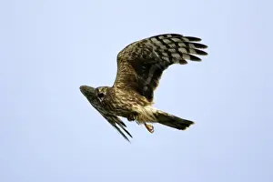 Hen Harrier-Female- calling in flight, with prey in talons Isle of Texel, Holland