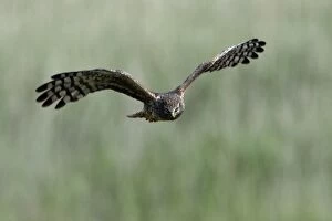 Hen Harrier - Female in flight, hunting over meadow