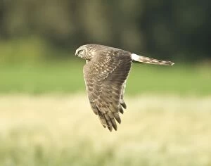 Hen Harrier - female hunting over farmland - during