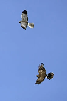 Hen Harrier - Male and female in flight over breeding territory