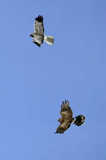 Agility Prints: Hen Harrier - Male and female in flight over breeding territory Isle of Texel, Holland