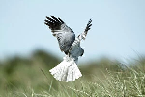 Male Gallery: Hen Harrier - male in flight hunting, hovering low over the ground