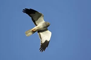 Images Dated 19th June 2005: Hen Harrier - Male in flight Isle of Texel, Holland