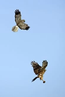 Images Dated 22nd June 2005: Hen Harrier - Male passing prey to female in flight