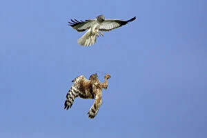 Images Dated 21st June 2005: Hen Harrier - Male passing prey to female in flight