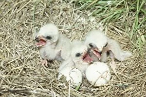 Images Dated 8th June 2010: Hen Harrier - newly hatched chicks in nest