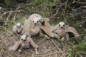 Hen Harrier - at nest with young
