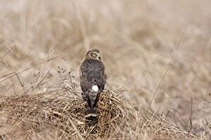 Images Dated 24th January 2008: Hen / Northern Harrier - immature first winter bird