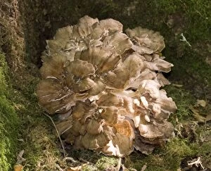 Images Dated 13th September 2007: Hen-of-the-Woods / Ram's Head / Sheep's Head