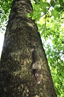 Henkels Leaf-tailed Gecko - on tree (Uroplatus henkeli)