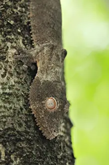 Leaf Tailed Prints: Henkel's Leaf-tailed Gecko - on tree - Ankarana National Park - Northern Madagascar